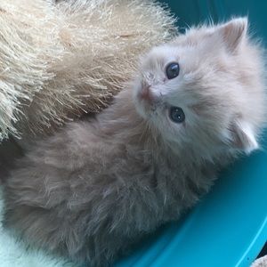 Meet your Posher, Deana